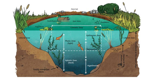 What is Ecosystem?